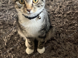 Female tabby 7 month old kitten