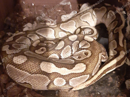 Caramel Ball Python.