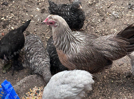 Mother hen with 12 chicks