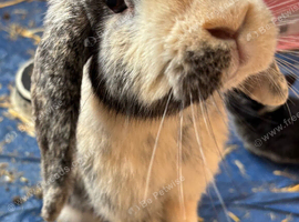 Female English Lop