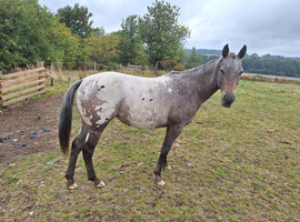 Apploosa Aphc filly