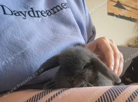 Gorgeous female blue mini lop baby