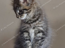 Mainecoon x Norwegin Forest