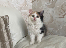 Adorable long haired Maine Coon/Ragdoll Kitten