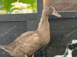 Khaki Campbell drake