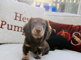 Longhair miniature daschund boy