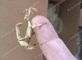 Macleays stick insects