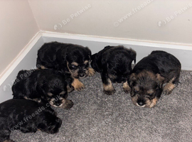 5 puppies looking for there forever home