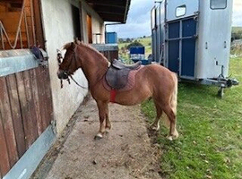 Tony the Pony