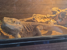 Male dragon and other reptiles read description