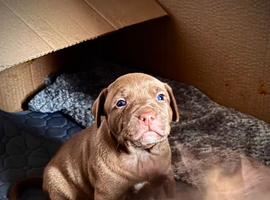 Staffy puppies
