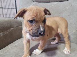 American Bulldog x Staffy Puppies
