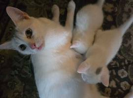 Maine Coon/Turkish Angora X kittens
