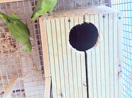 Bonding pair of green ring neck