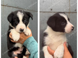 Boarder Collie Puppies Looking For A New Home