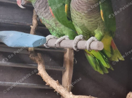 Amazon vinacea breeding pair 8 year old