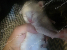 Kitten