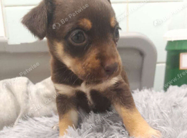 Jack russell pups