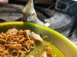 Male and female cockatiel tame