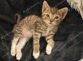 Gorgeous Tabby Kitten