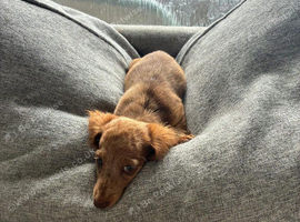 KC REG Long Haired Miniature Dachshunds