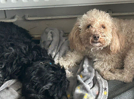 F1b cockapoo puppies