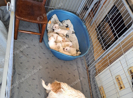 Jug pups