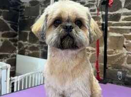 Stunning Shih-Tzu available for stud