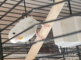 Budgie