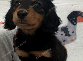 Stunning long hair miniature boys READY ON FRIDAY