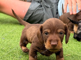 KC Reg Miniature Wire Hair Dachshund&rsquo;s