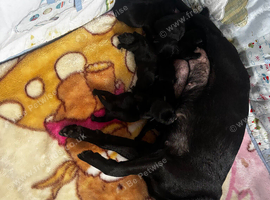 KC reg pug puppies