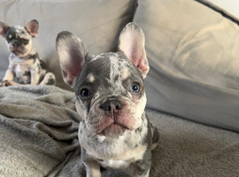 1 beautiful male Frenchie left
