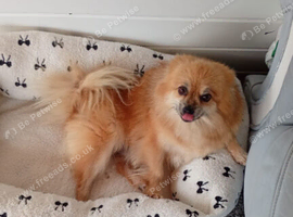 Girl pomeranian