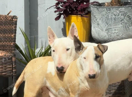 I'm looking for rehome 2 EBT