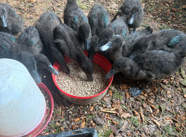Cayuga ducklings