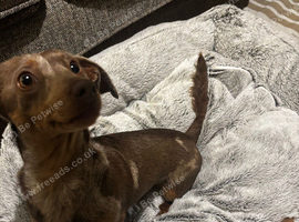 Miniature Dachshund