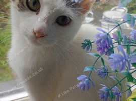 White female kitten.