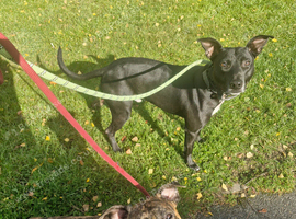 Staffy X pups for sale
