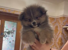 Pomeranian Puppys