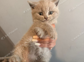 British shorthair lilac  kitten