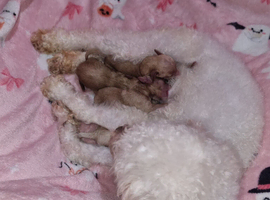 Stunning poodles