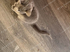 2 Russian blue cats