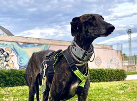 Urgent Rehoming - Gala