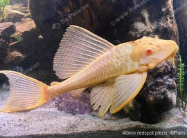 PLECOS