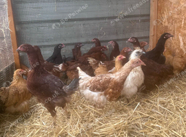 young pullets available