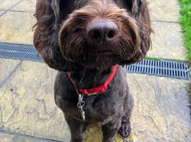 Kelly's Kollars -Dog walking in Brighton