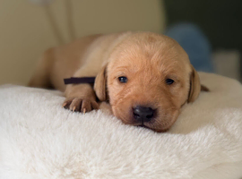 Yellow/dark yellow Labradors