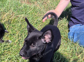 Kelpie cross puppies, 1 black male available
