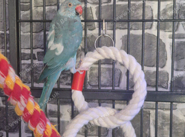 Blue female ringneck